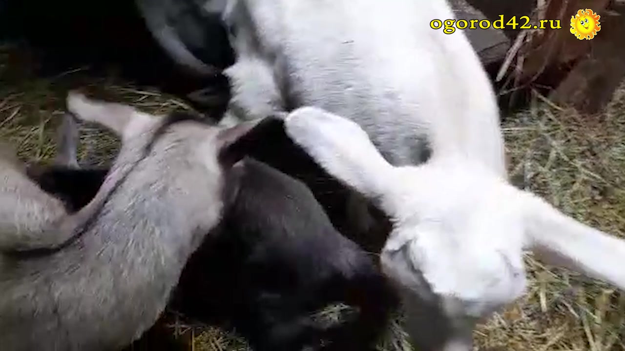 Мультик как козленок считал до 10. Сказка про козленка который умел считать до 10. Козлёнок который считал до десяти. М/ф «козлёнок, который считал до десяти»; 1968,. Каззленок который считалдо десяти.