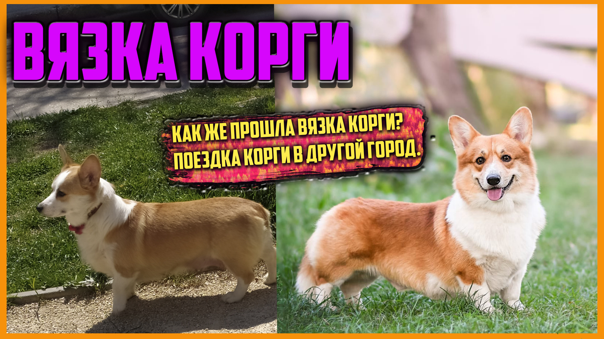 Вязка корги. Спаривание корги. Презентация корги для вязки. План вязок корги.