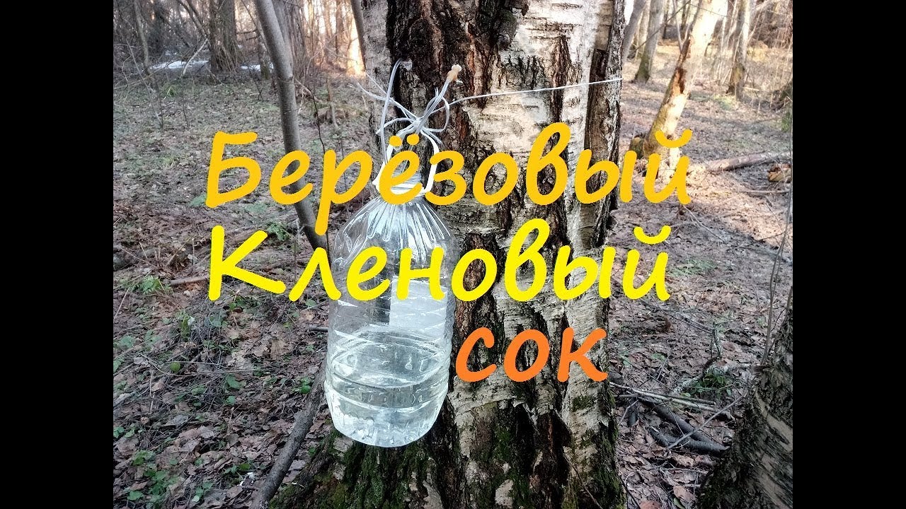 Кленовый сок польза и вред сколько можно. Кленовый сок. Сбор кленового сока. Собирать кленовый сок. Сок кленовый и березовый сок.