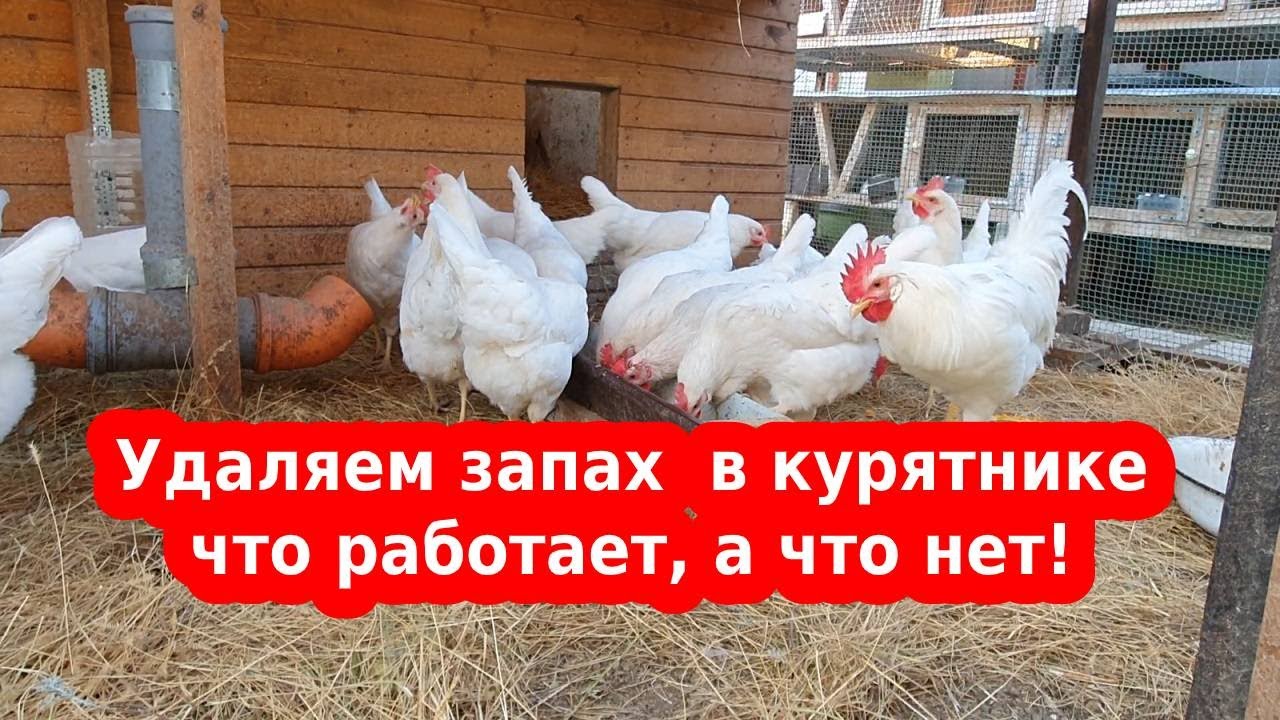 насесты в курятнике. куры в курятнике. курица на насесте. курятник для несушек. автоматический курятник.