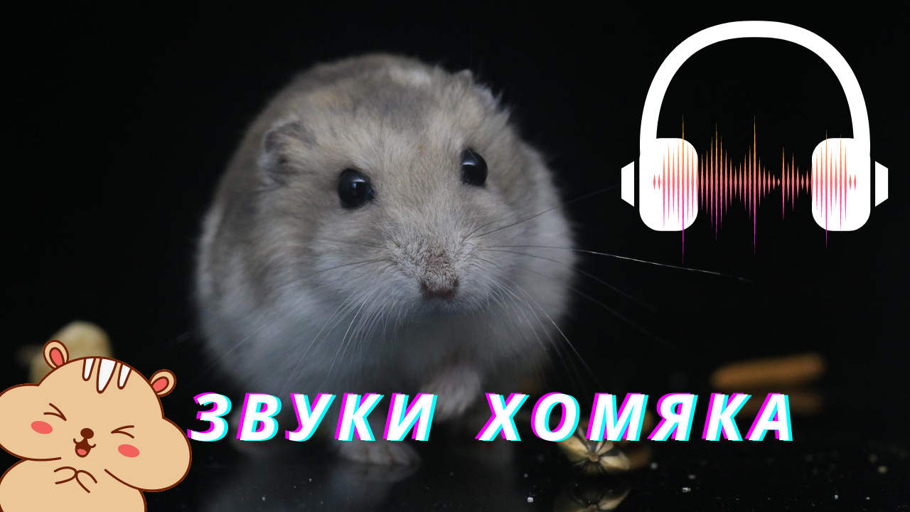 Хомяки издают звуки. Какие звуки издают хомячки. Хомяки издают звуки. Хомяки издают звуки. Хомяки издают звуки.