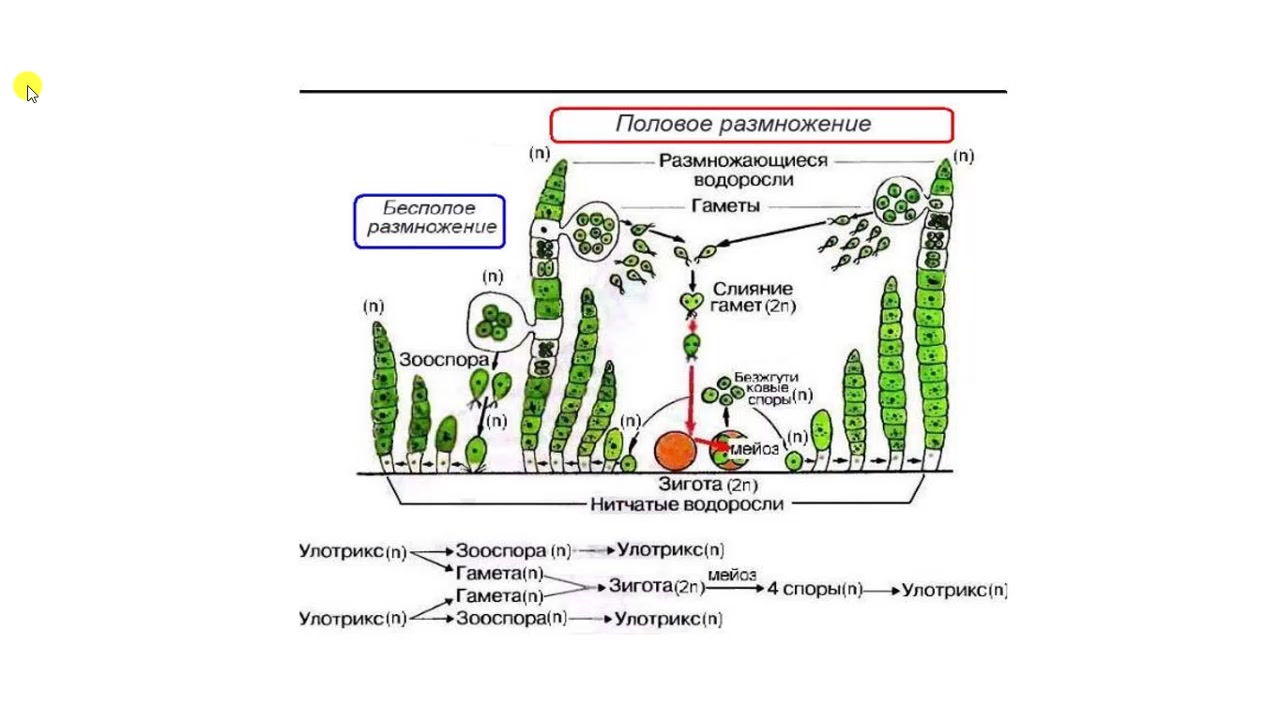 Стадии жизненного цикла зеленых водорослей. Цикл размножения улотрикса. Жизненный цикл улотрикса схема. Улотрикс чередование поколений. Жизненный цикл споровых растений схема.