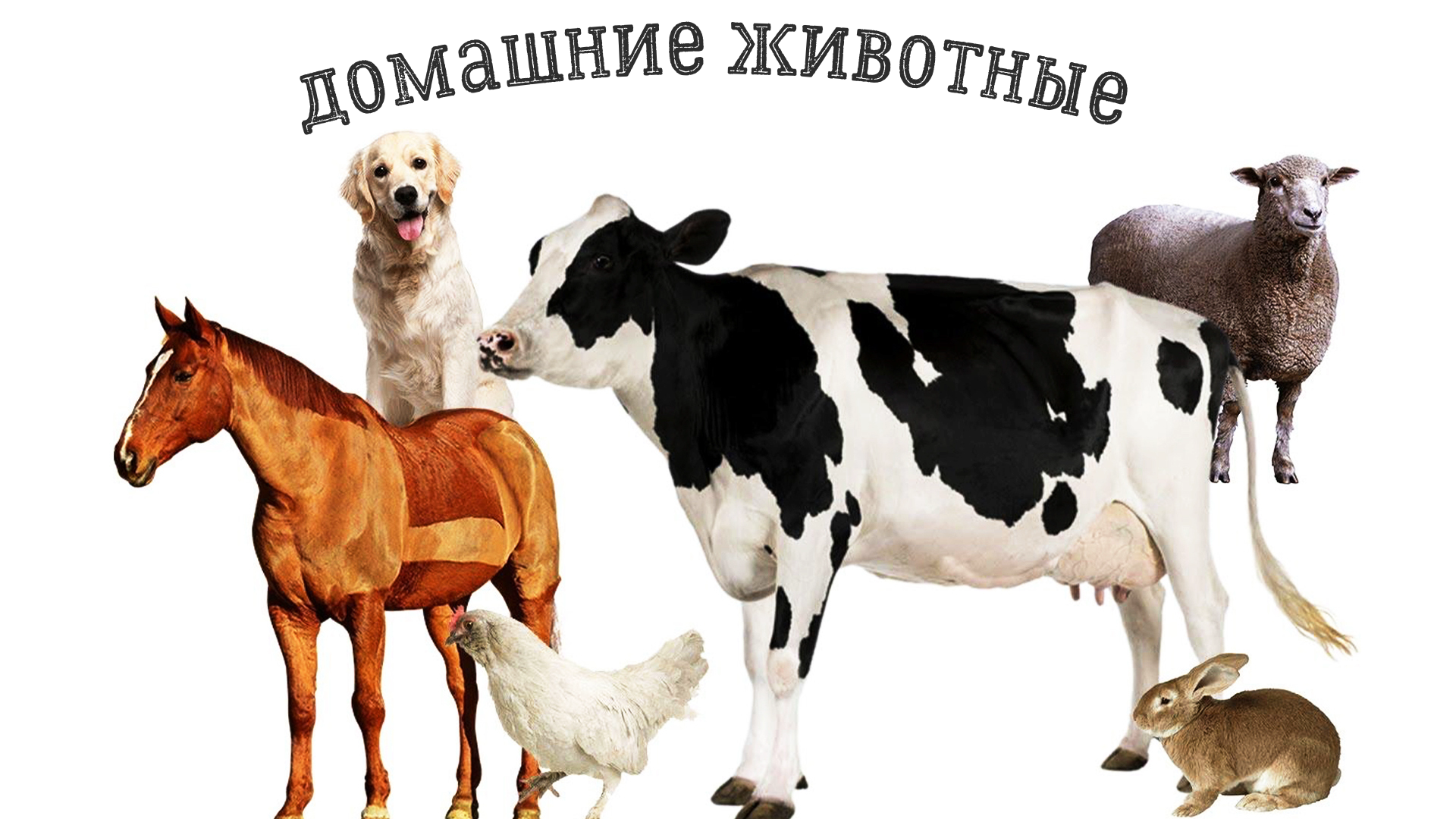 Лошади коровы и куры. Сельскохозяйственные животные. Домашние сельскохозяйственные животные. Домашние животные для детей. Сельскохозяйственные животные для детей.