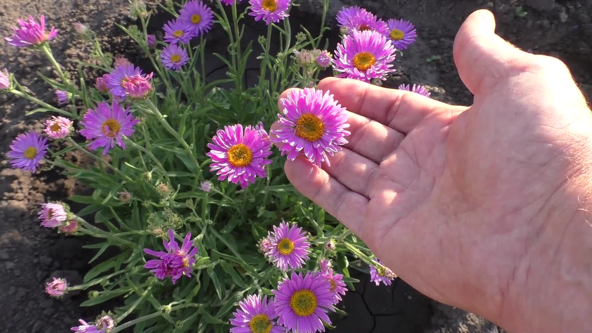 Астра Альпийская многолетняя