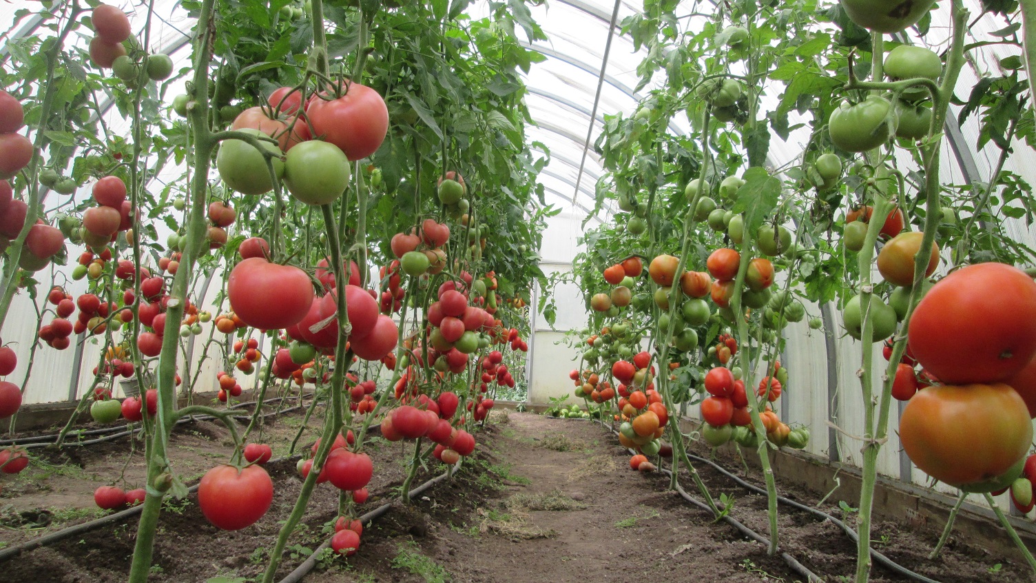 Помидоры гринхаус. Урожайный огород. Томаты в августе в теплице. Помидоры в августе в теплице. Теплица с помидорами.
