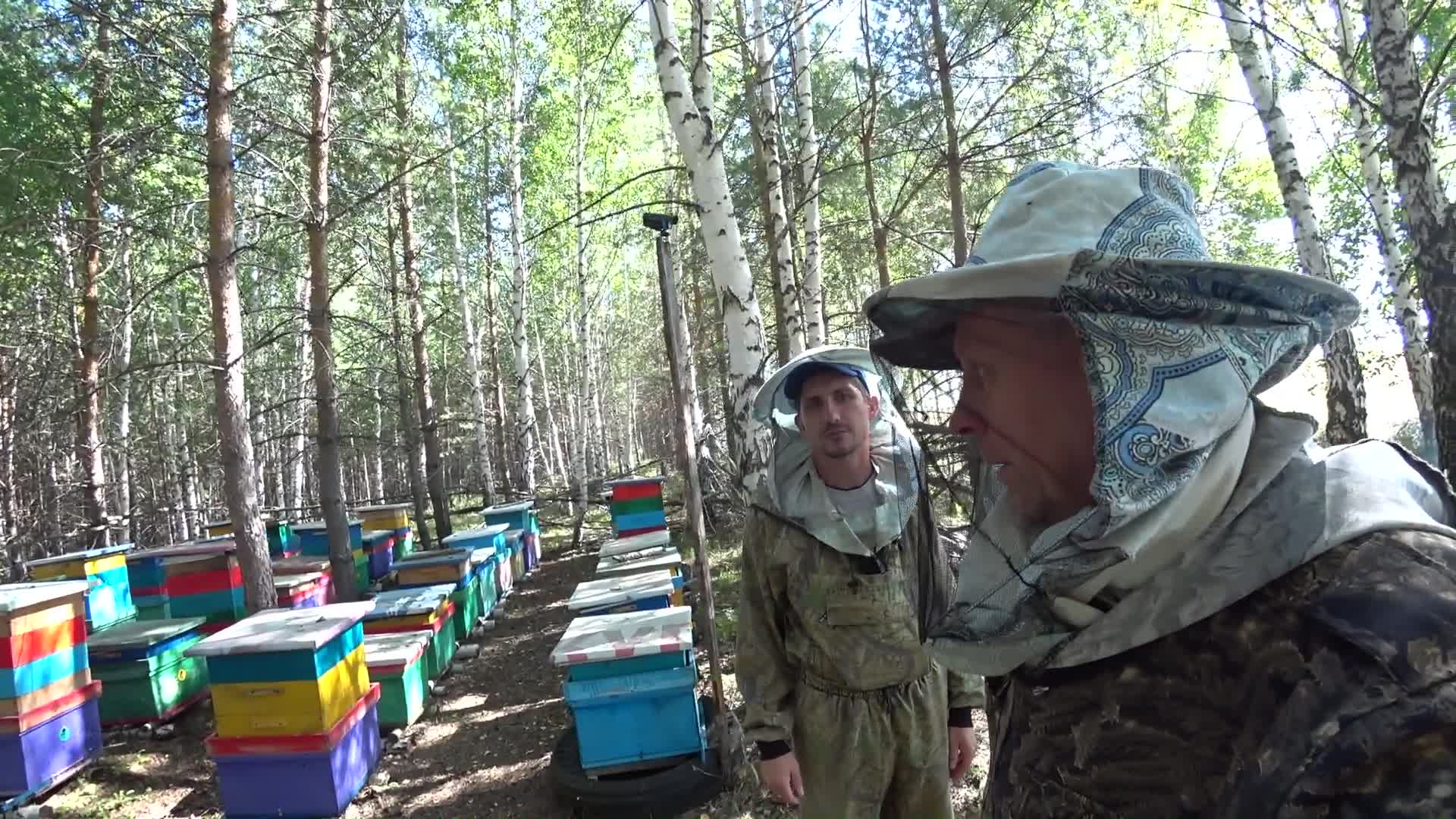 Пасека владимира рябухина