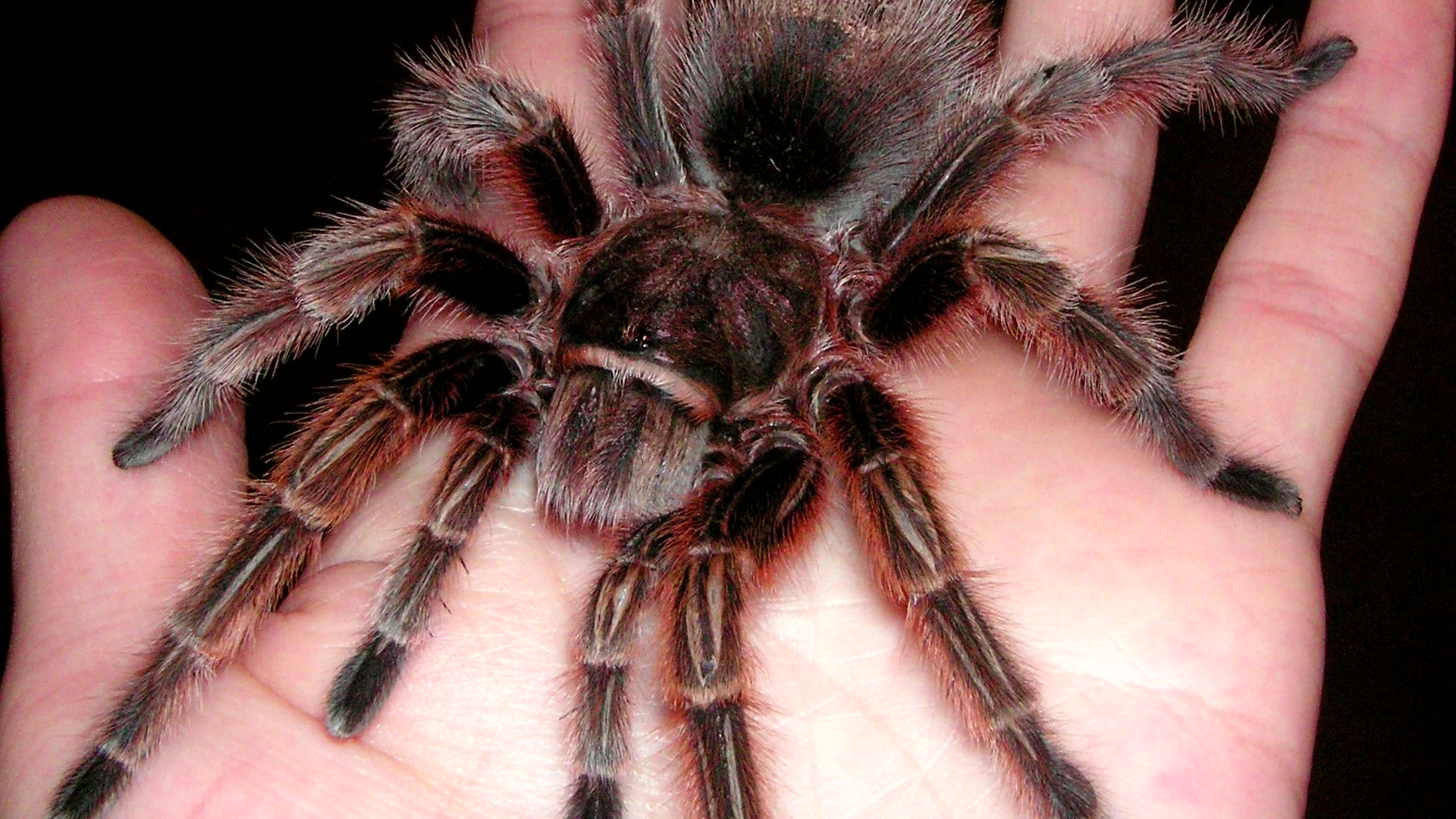 Большой домашний паук