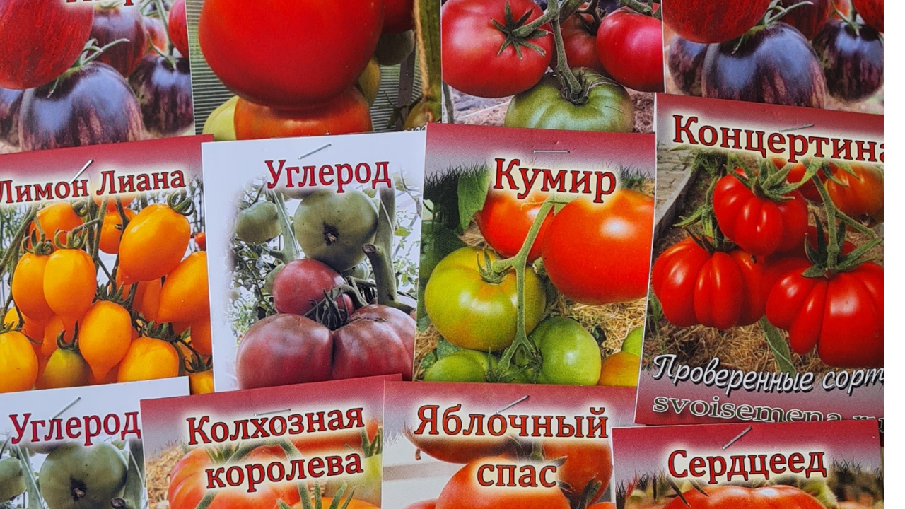 Каталог семян томатов от валерия медведева. Валерий медведев семена томатов сайт. Каталог семян томатов от валерия медведева. Сообщение огороде с урала. Как взять семена с томатов.