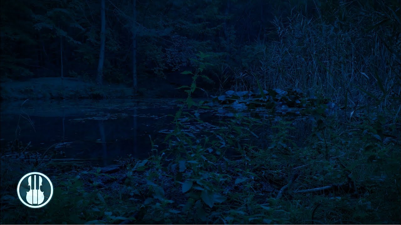 Болотные звуки. Болото ночью. Звуки ночного леса. Ночные звуки леса. Сверчки в лесу.