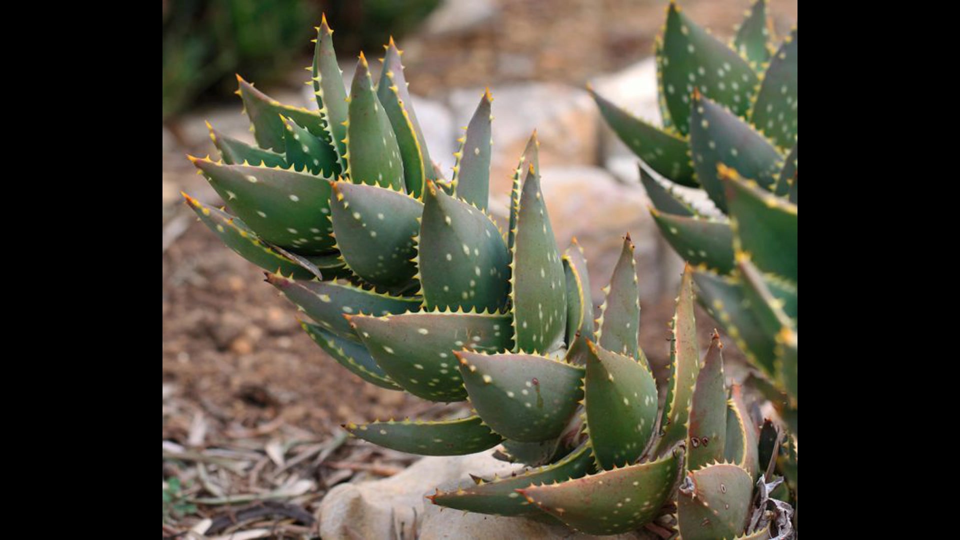 Алоэ в природе. Алоэ отдаленное Aloe distans. Алоэ Миднайт. Королевский алоэ. Алоэ Замбези.