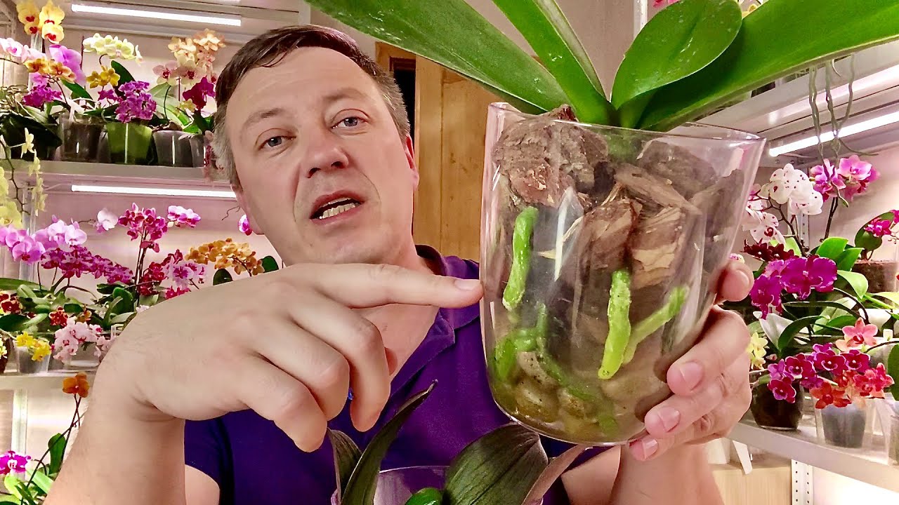 корни орхидей горячевский. орхидеи. пересадка маков корнями. фаленопсис пиниф горячевский. орхидеи.