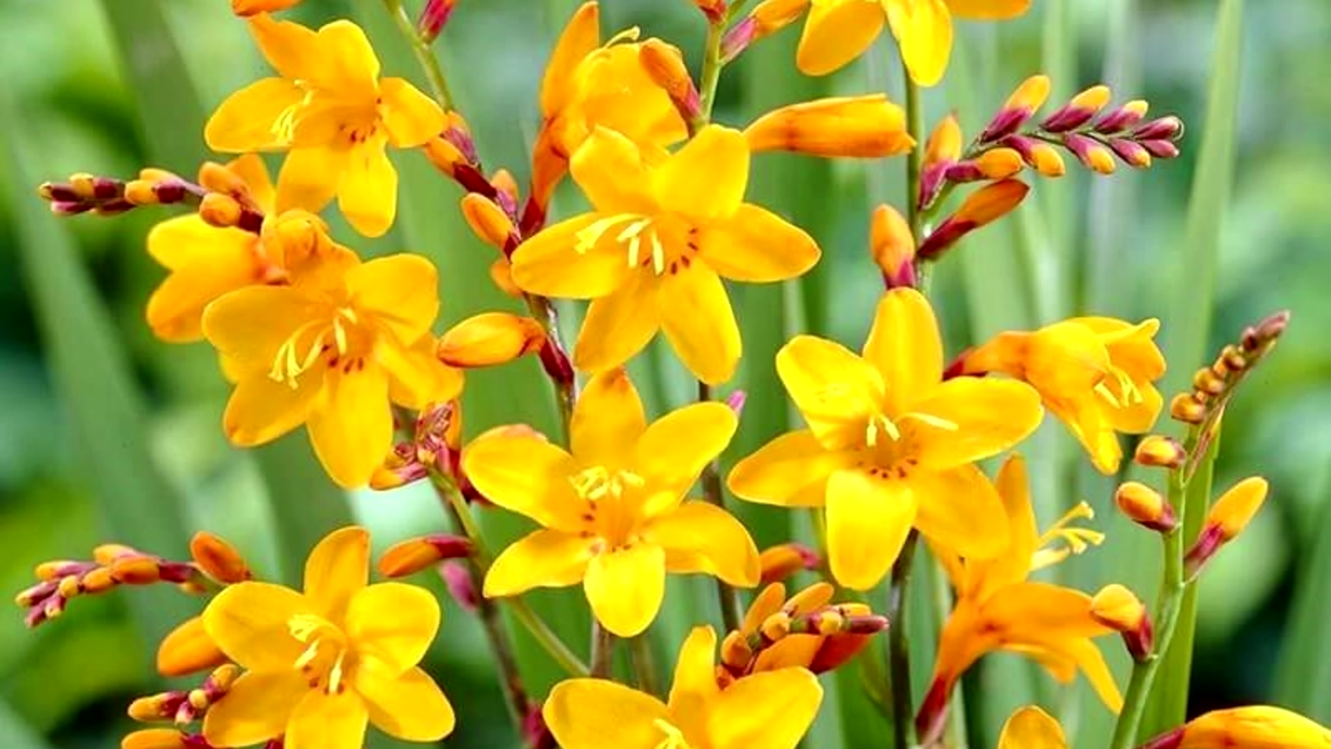 Монтбреция фото и описание. Крокосмия emberglow. Монтбреция луковицы. Крокосмия массонорум. Монтбреция.