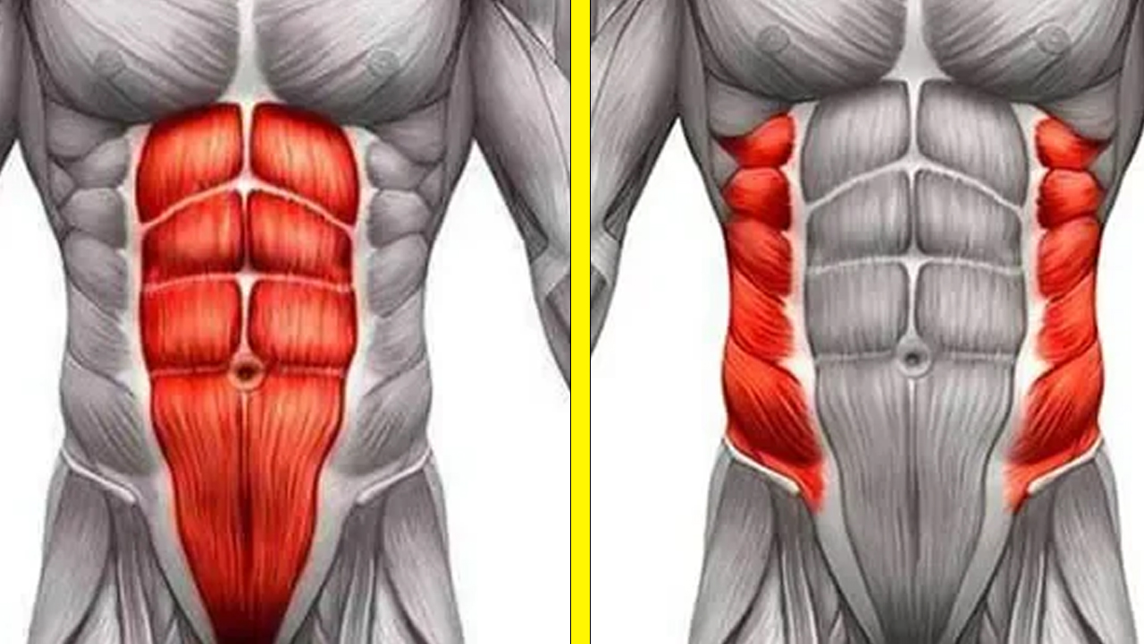 Прямая мышца где. Косая мыщцы живота анатомия. Мышцы брюшного пресса анатомия. Сухожильные перемычки прямой мышцы живота. Опоясывающая мышца живота.