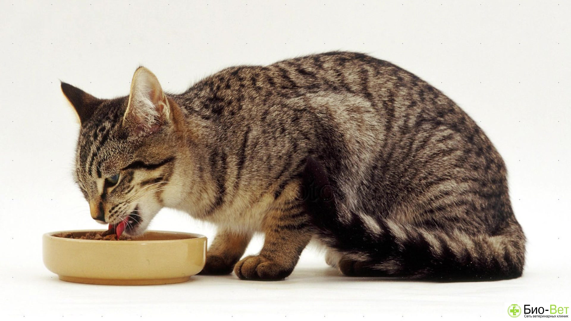Кошки чрезвычайно терпеливы. Европейская короткошерстная кошка. Европейская короткошерстная табби рыжий. Кошка кушает. Кот ест.