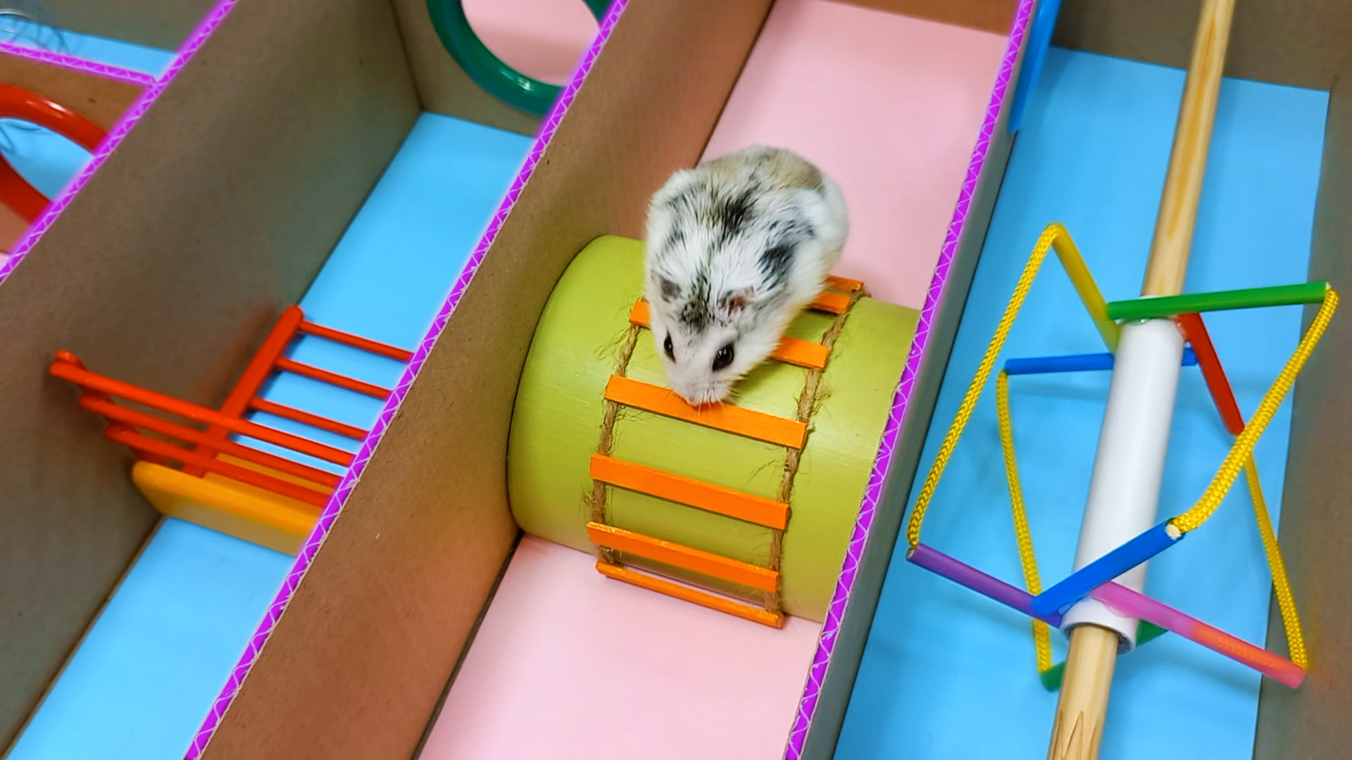 лабиринт для хомяка джунгарика. хомячок в лабиринте. хомяки проходят препятствия. симулятор хомяка в лабиринте. полоса препятствий для хомячков.