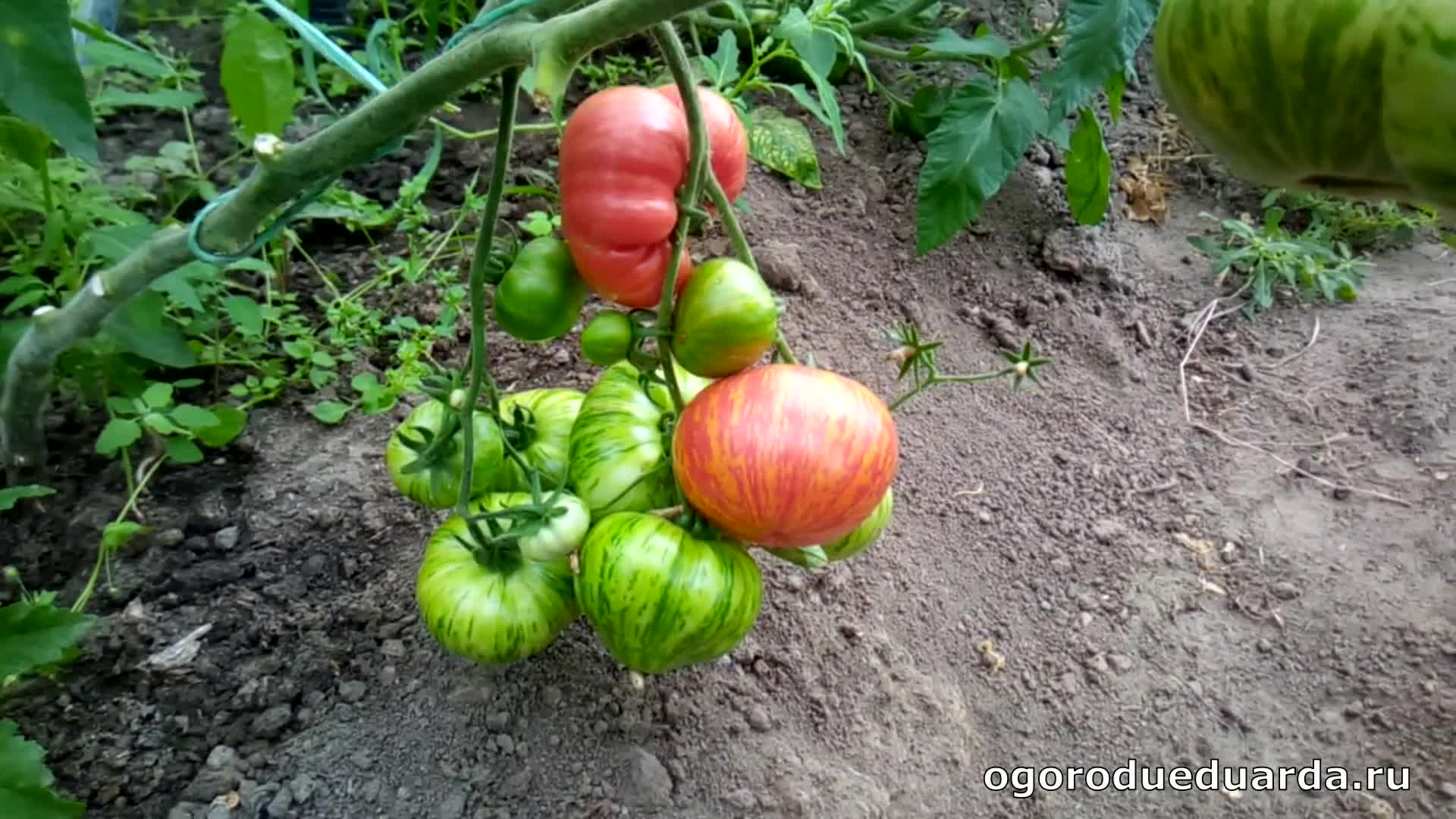 томат полосатые щечки