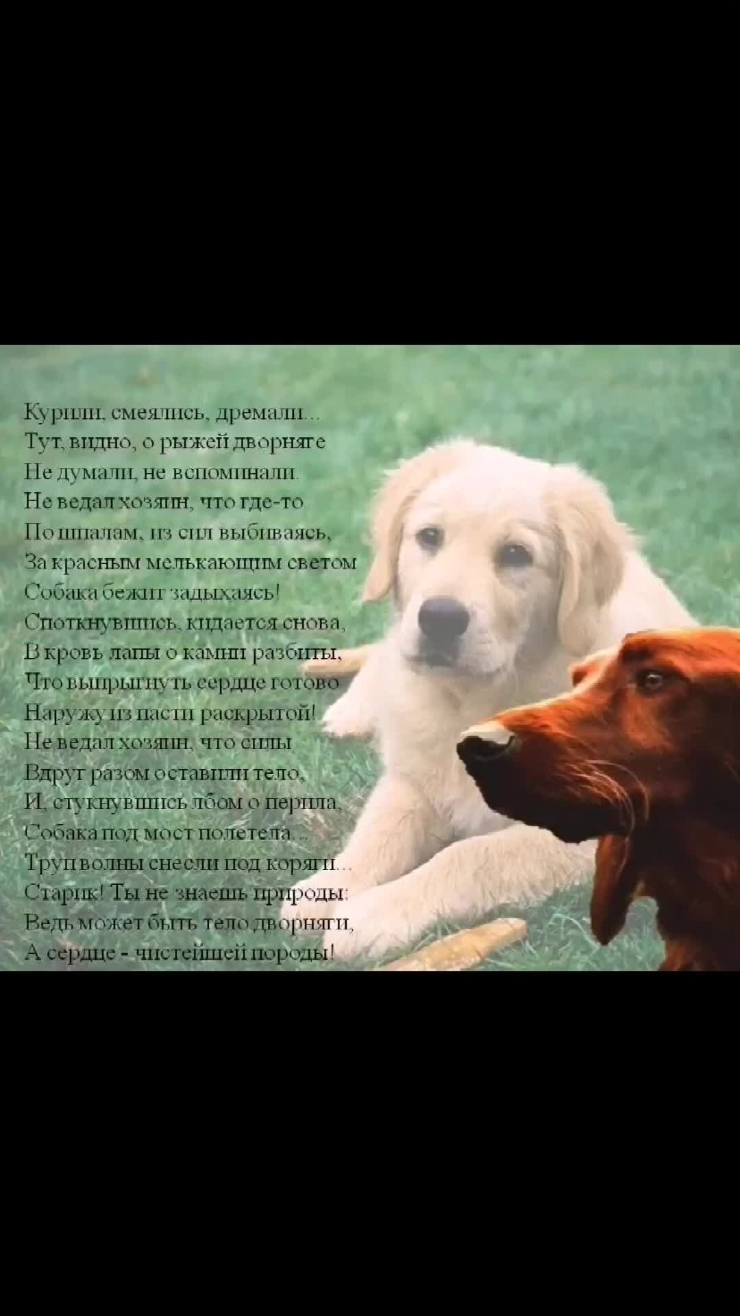 высказывания о собаках. высказывания о собаках. стишки про собак. стихи про собак смешные. стих про собаку.