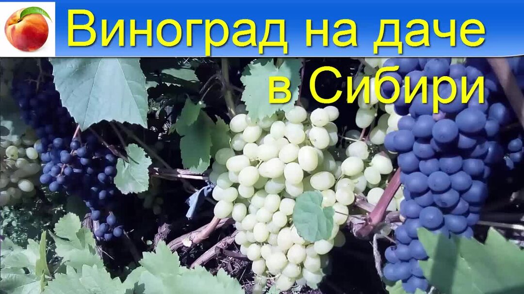 Виноград в октябре в сибири. Виноград сорт 