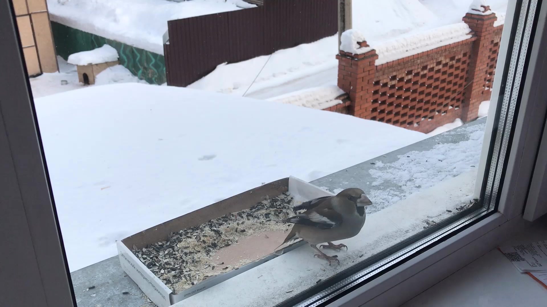 К чему стучится птица в окно. Птица стучится в окно. Постучалась птица в окно. Птичка стучит в окно. Птица стучится в окно примета.