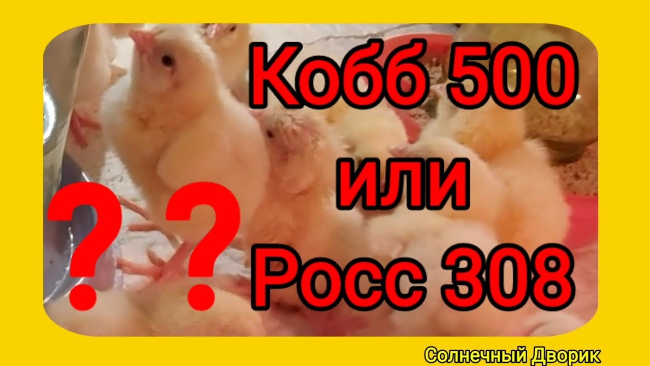 Росс кобб 308. Ross 308 бройлеры. Бройлер Кобб 500. Кобб 700,500,Росс 308. Испанские бройлеры Кобб 500.