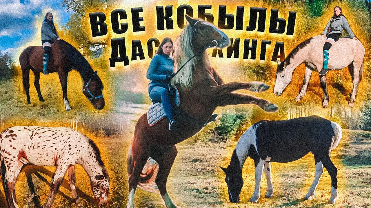 Horse diaries. Факты о лошадях. Дневник коня. Консультации лошади. Коноблогеры и их лошади.