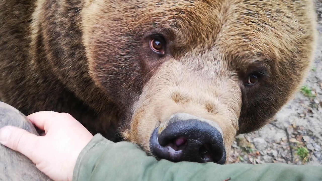 Ну вашу. Медведь в столовой.