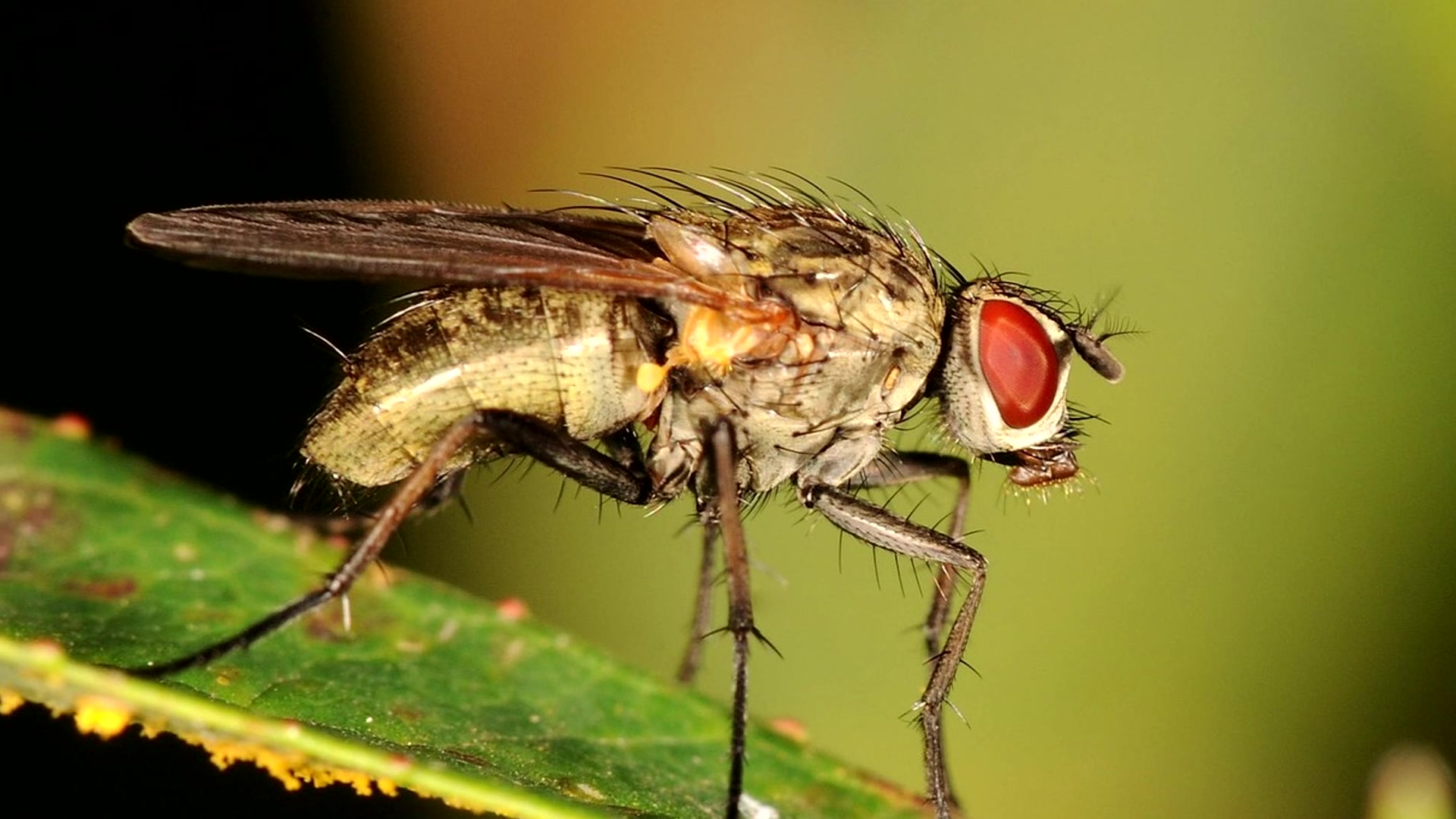 Tsetse fly