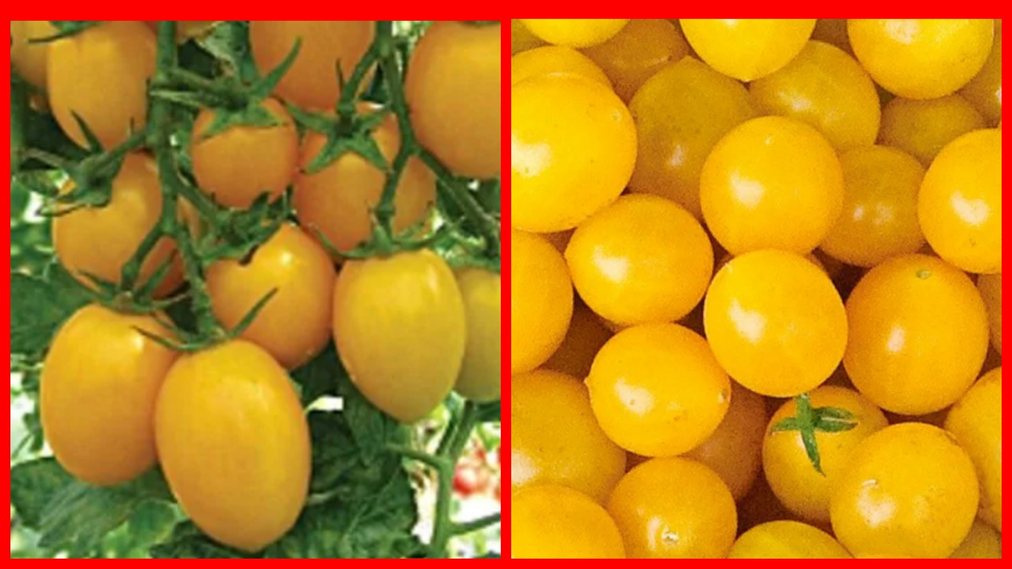 Томат ожерелье желтое ®. Томат страйп джерман. Томат карамель софии. Томат мармеладный шоколад. Томат карамель софии.