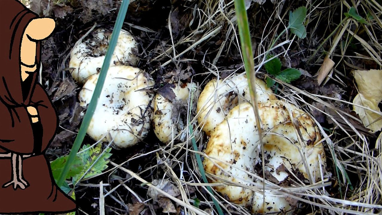 тихо в лесу тут грибы