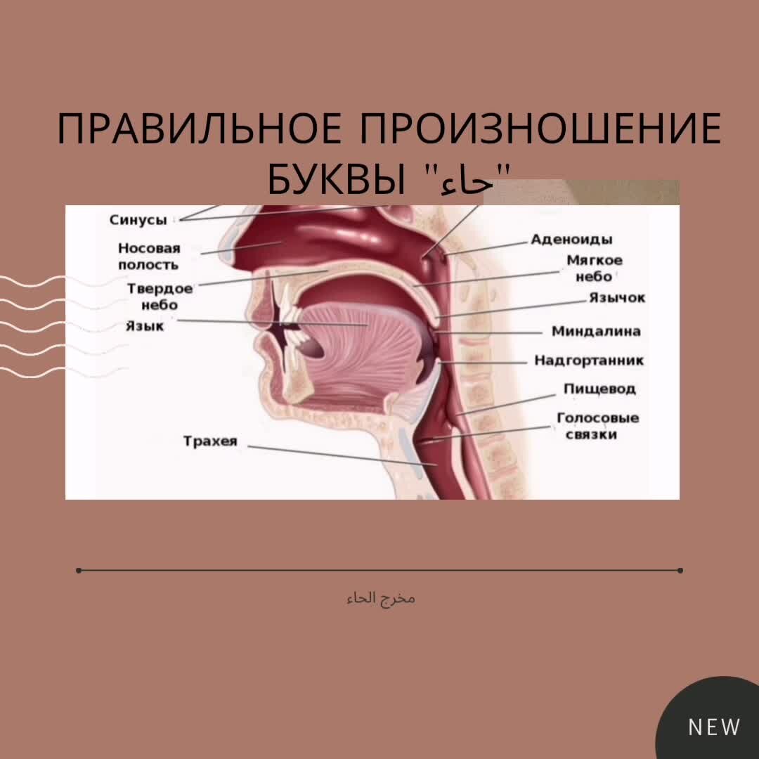 Произнесенная буква 4 буквы. Махрадж буквы сод. Махрадж арабского алфавита. Буква ч произношение. Таджвид произношение букв.