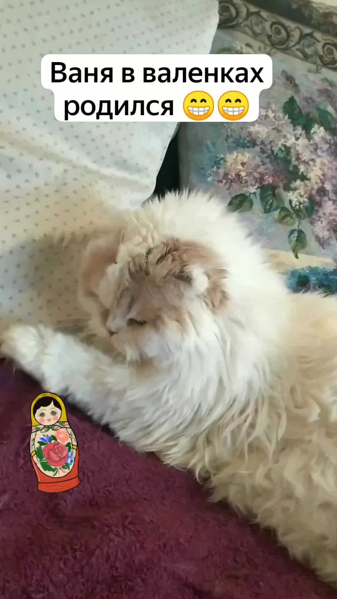 Я, кот и все-все-все. | Ваня в валенках😁 | Дзен