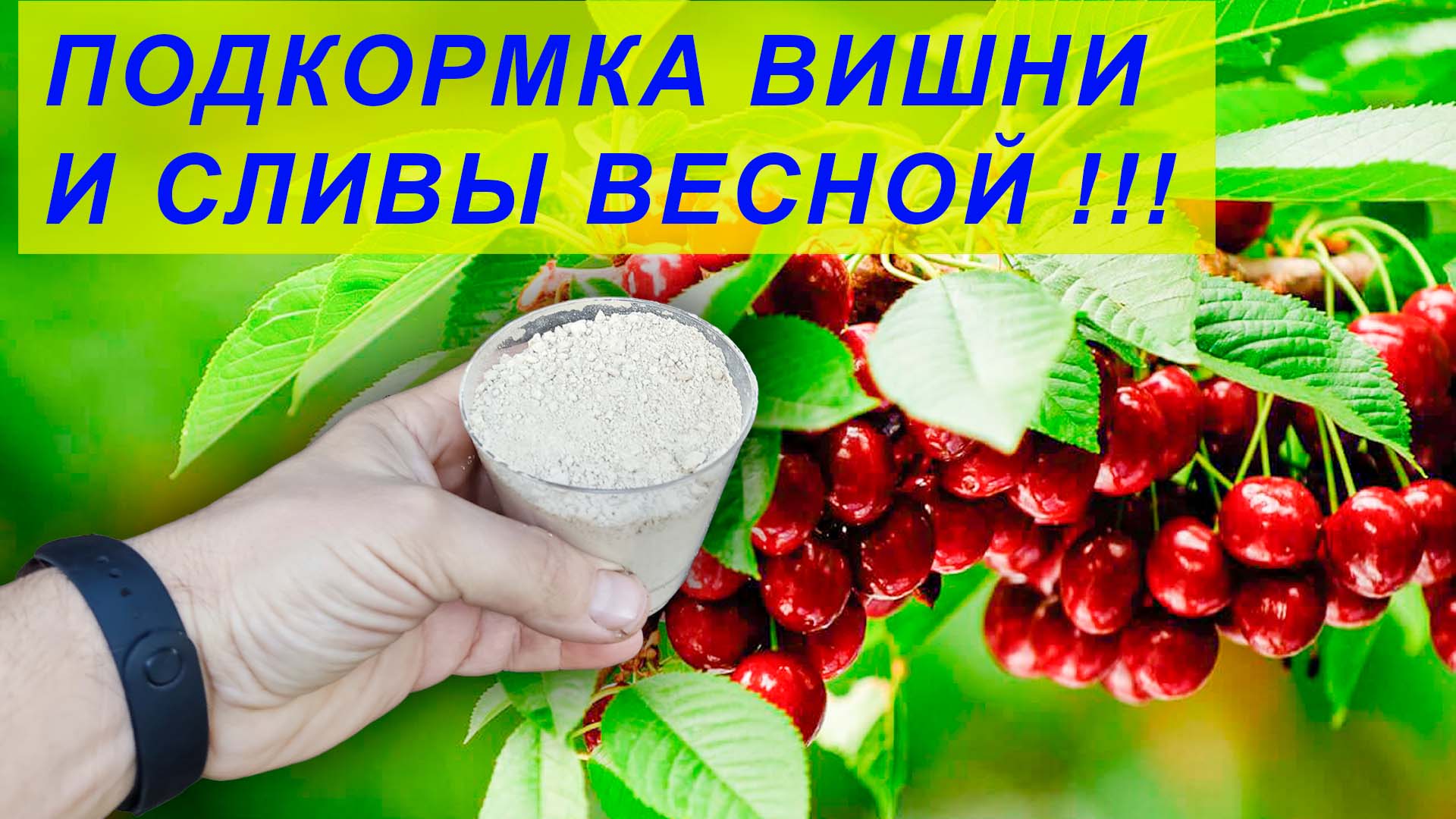 Схема подкормки вишни