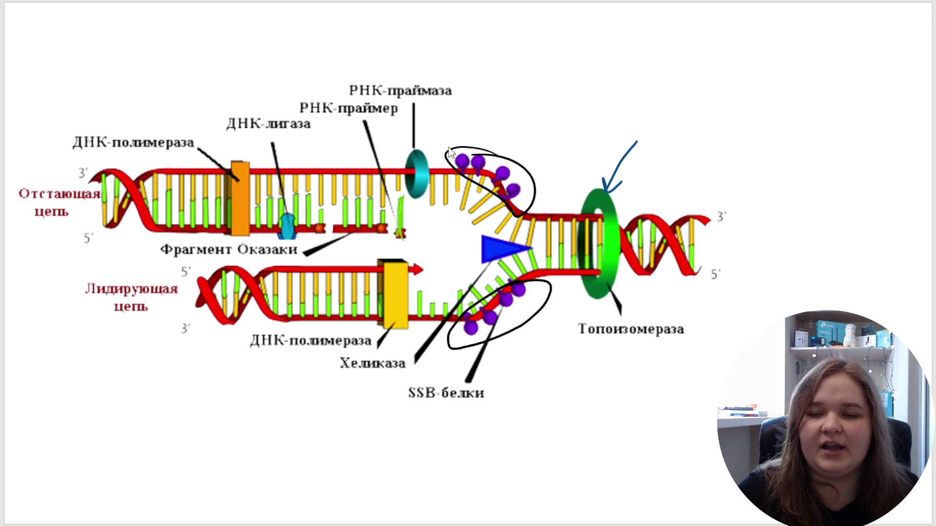 Химико-ферментативный синтез генов. Синтез новых фрагментов днк осуществляется. Синтез новых фрагментов днк осуществляется. Схема обратной транскрипции. Синтез новых фрагментов днк осуществляется.