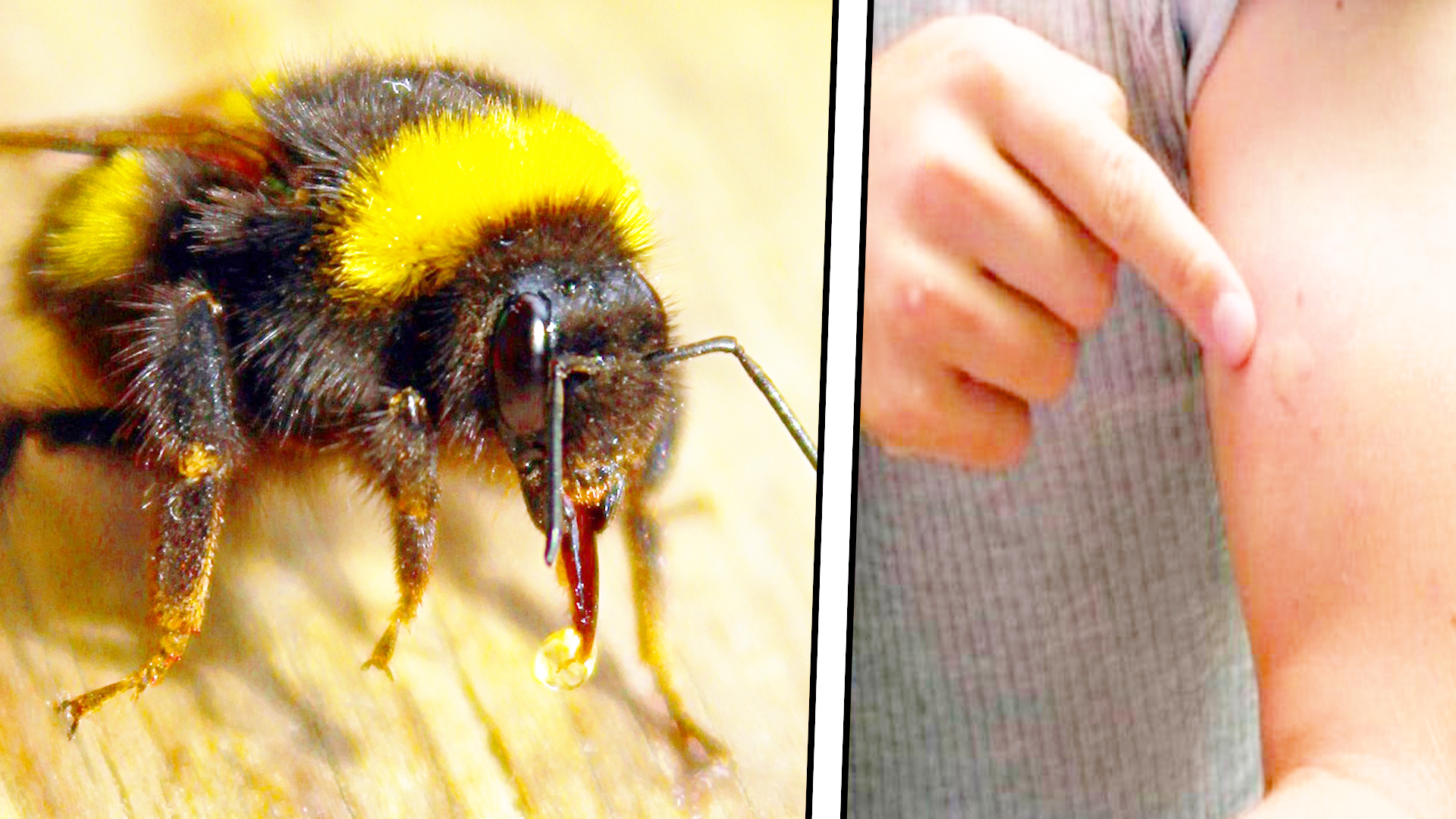 Шмель жалит. Шмель пчела оса шершень укусы. Шмель пчела оса шершень укусы. Шмель кусается или нет. Жало шмеля.