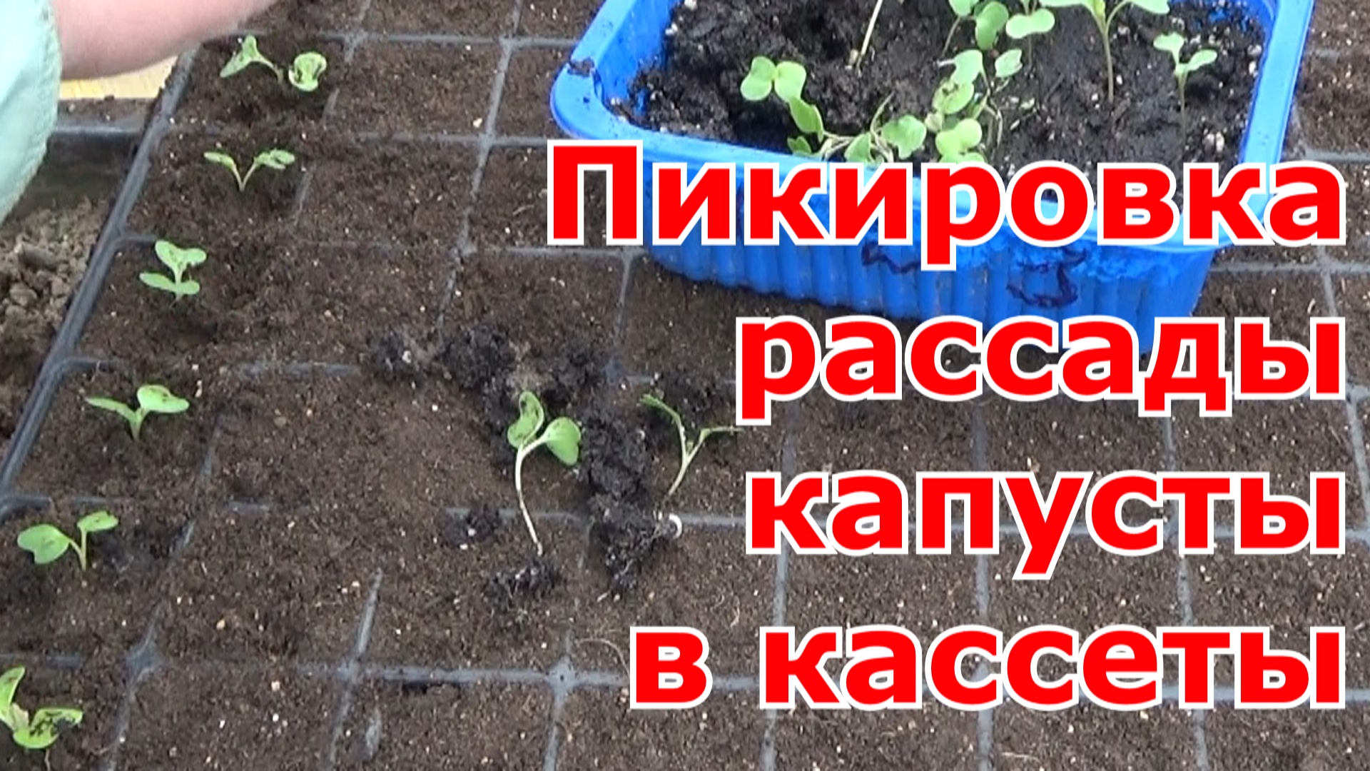 Рассада капусты в кассетах. Пикировка капусты. Пикировка рассады в парник. Пикирование капустной рассады.