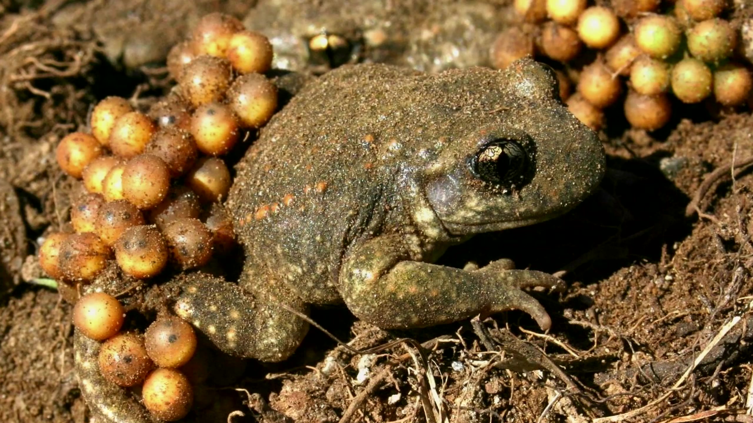 Земноводные размножаются откладывая. Жаба повитуха. Лягушка повитуха. Жаба Пипа Суринамская. Чернобрюхая дискоязычная лягушка.