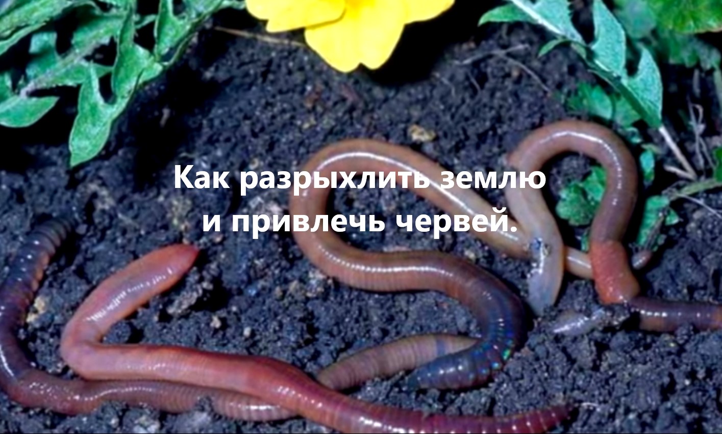 Дождевой червь это какой червь. Дождевые черви биоиндикаторы. Черви земляные и дождевые. Выползок червь обыкновенный. Червяк Земляной выползок.