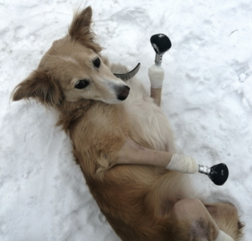 Закрепило собаку. Видели видео собака на протезах. Собака. Закрепило собаку. Прогулка с собакой на велосипеде.