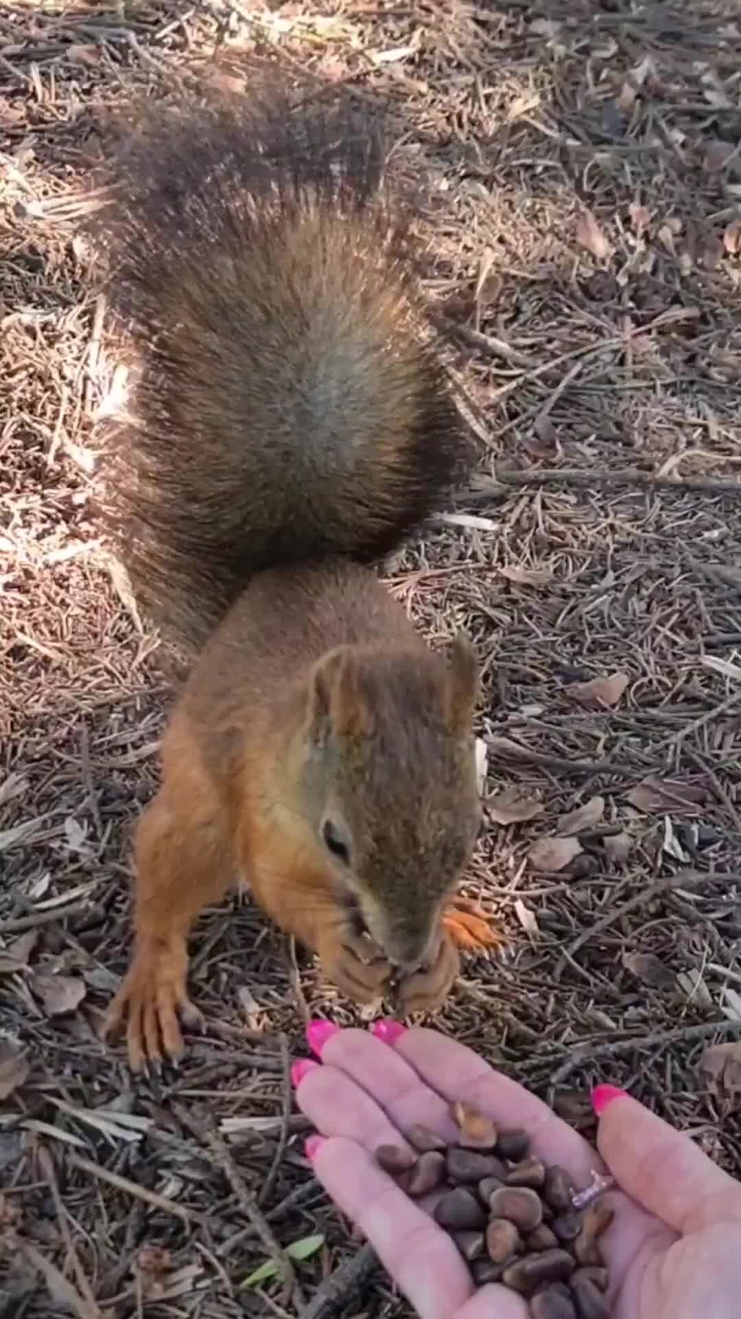 Бельчонок в доме | Белка прячет орех 🐿️ | Дзен