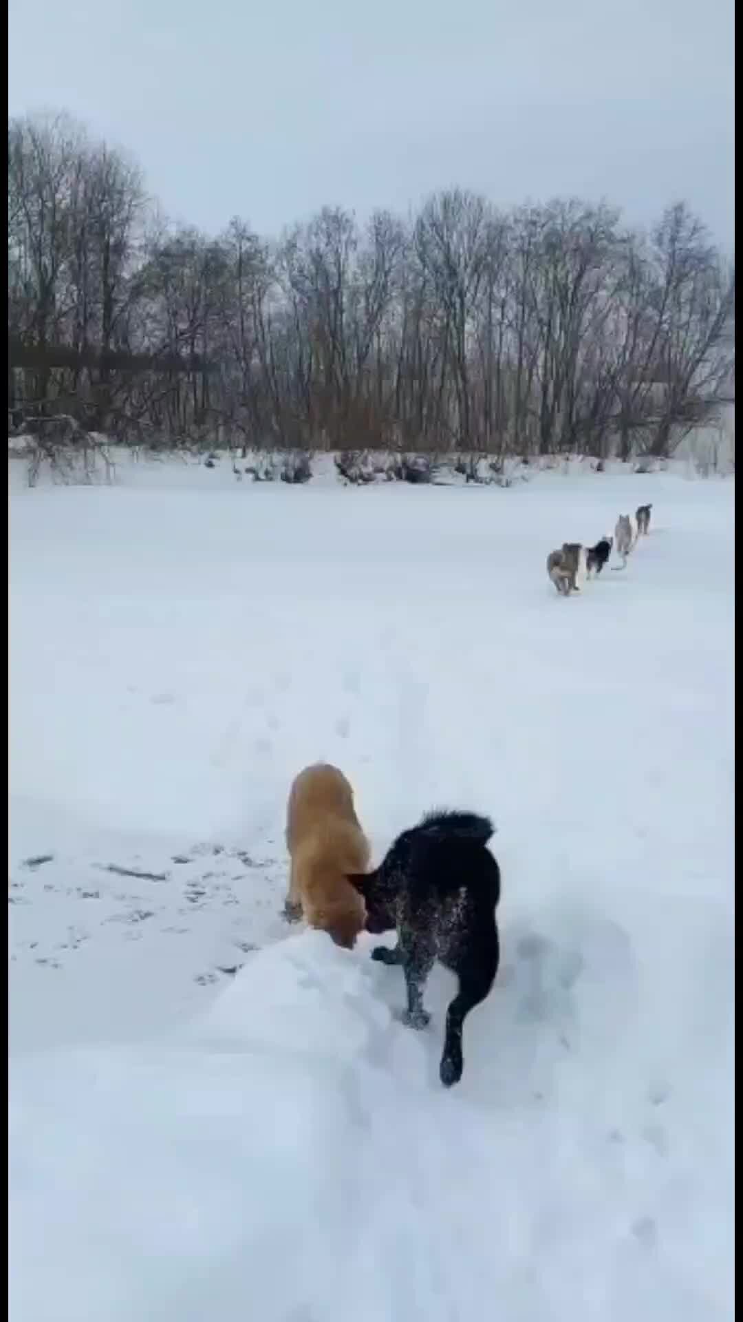 Дай лапу джим чусовой