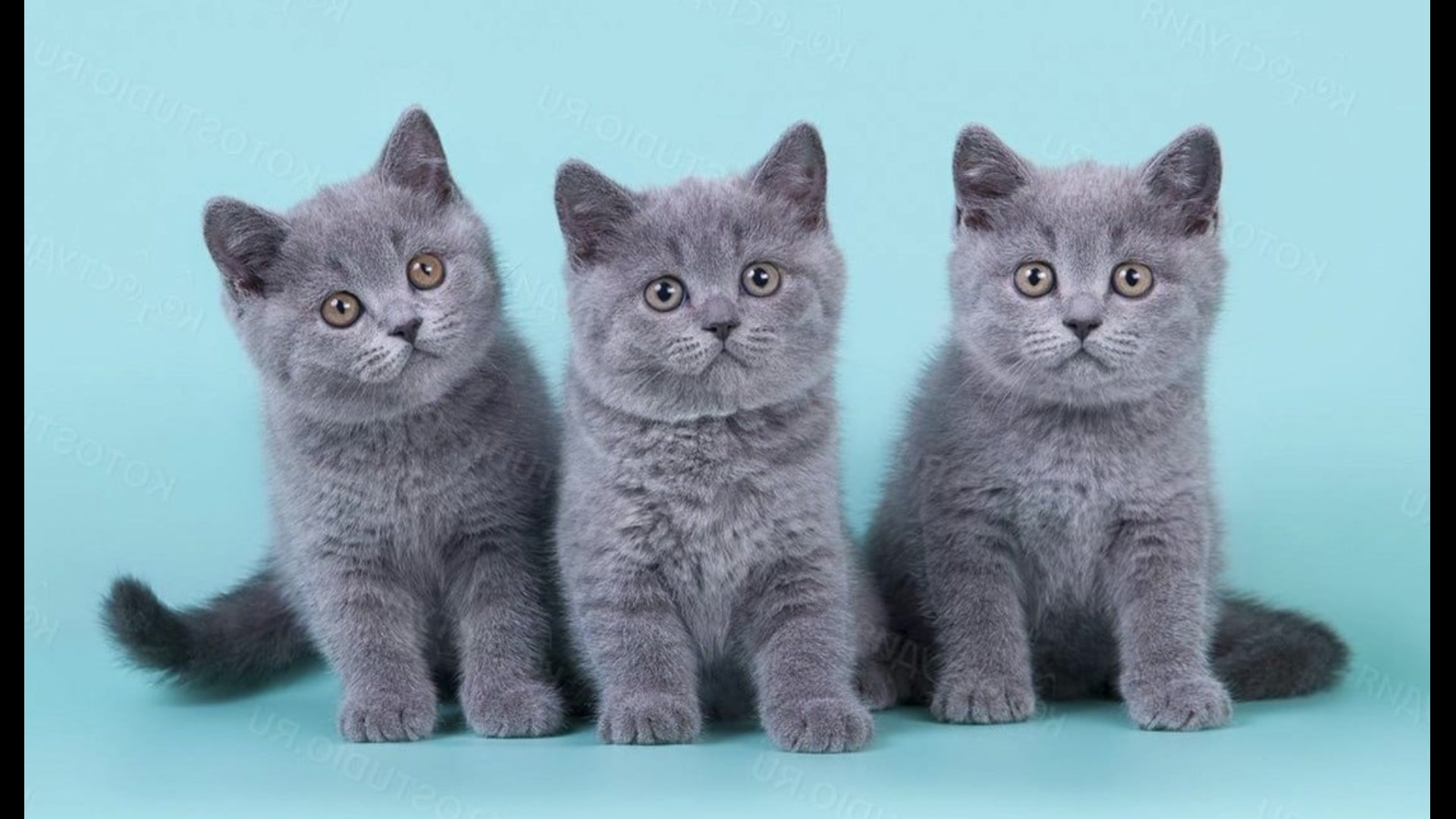 Стандарты британской породы кошек. Британская короткошёрстная кошка. Британская короткошёрстная British Shorthair. Британская короткошёрстная кошка катята. Котята британской породы короткошерстные.