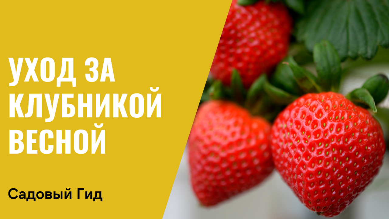 Садовый гид зарубина клубника. Садовый гид клубника. Уход за клубникой весной. Я за клубникой.