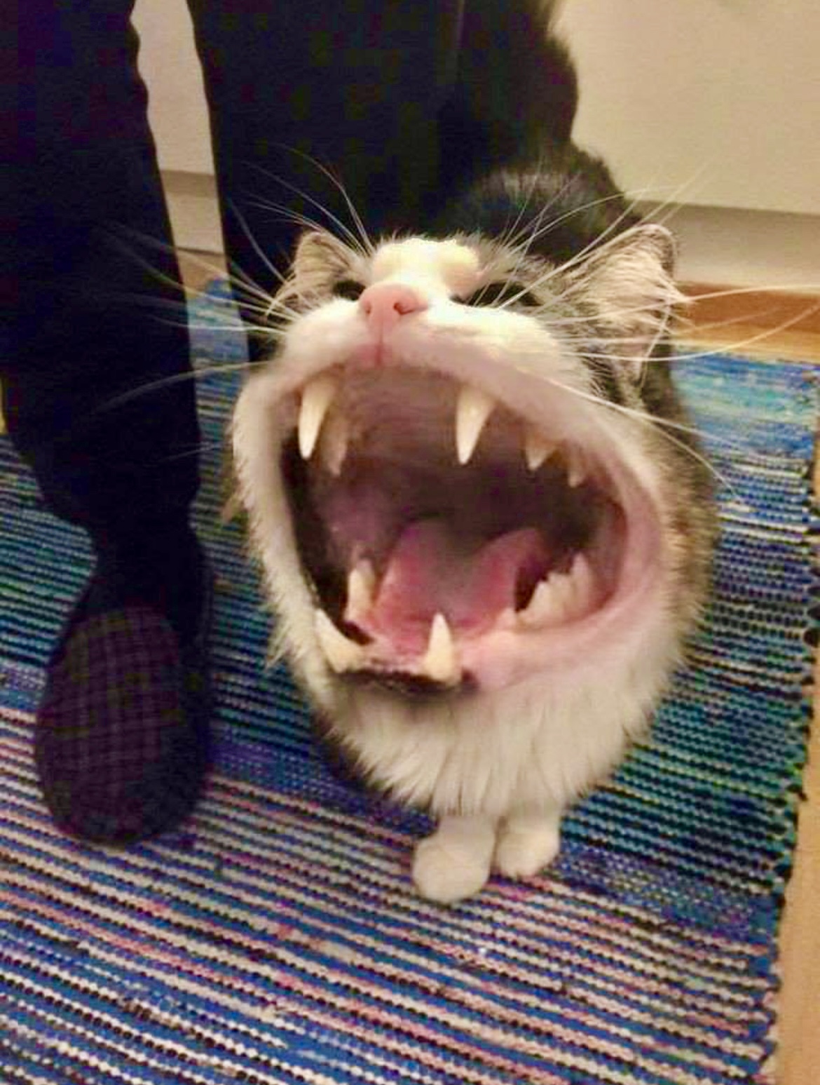 Как кричат котята. Орущий кот. Кот открывает рот. Кричащий кот. Кот смеется.