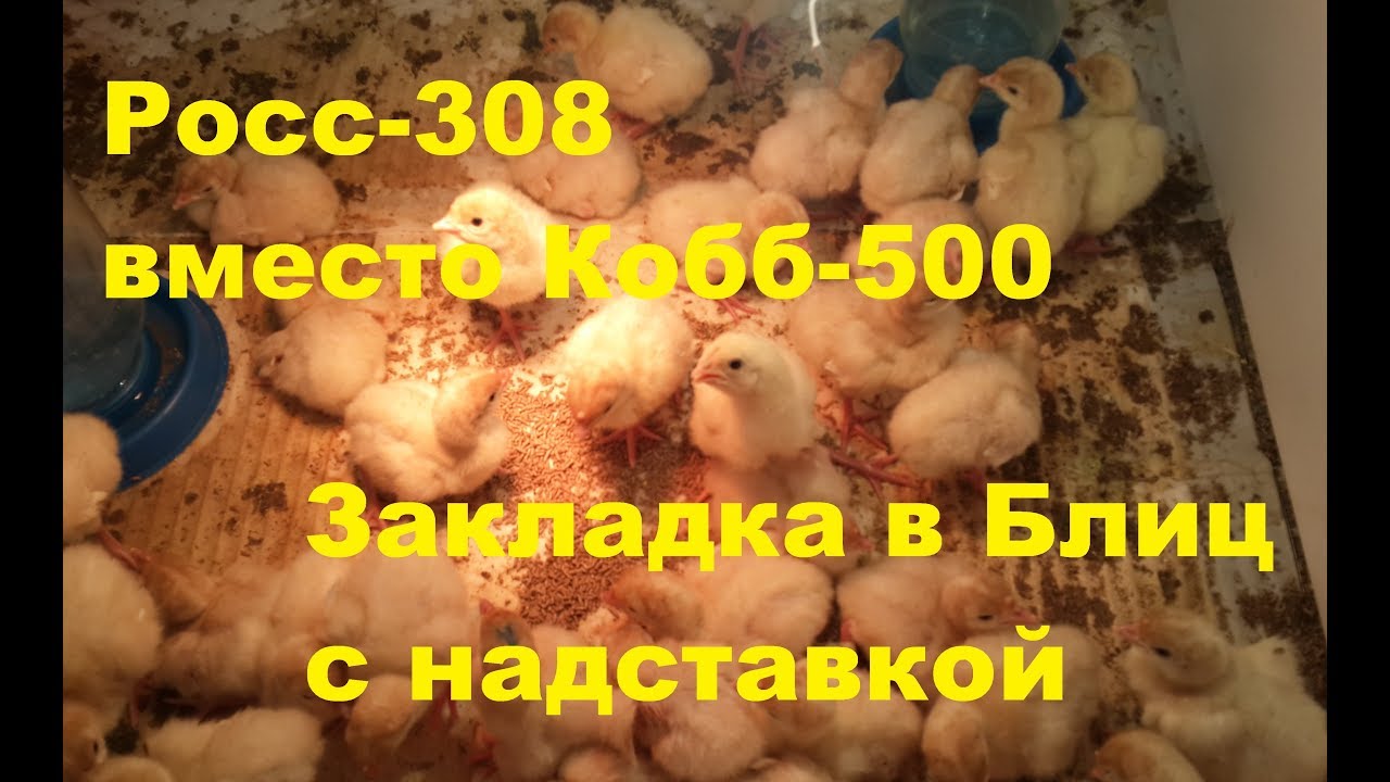 Росс 308 и кобб 500. Таблица инкубации бройлеров Кобб 500 в инкубаторе. Инкубация бройлеров Кобб 500. Таблица инкубации бройлеров Кобб 500. Инкубация Росс 308.