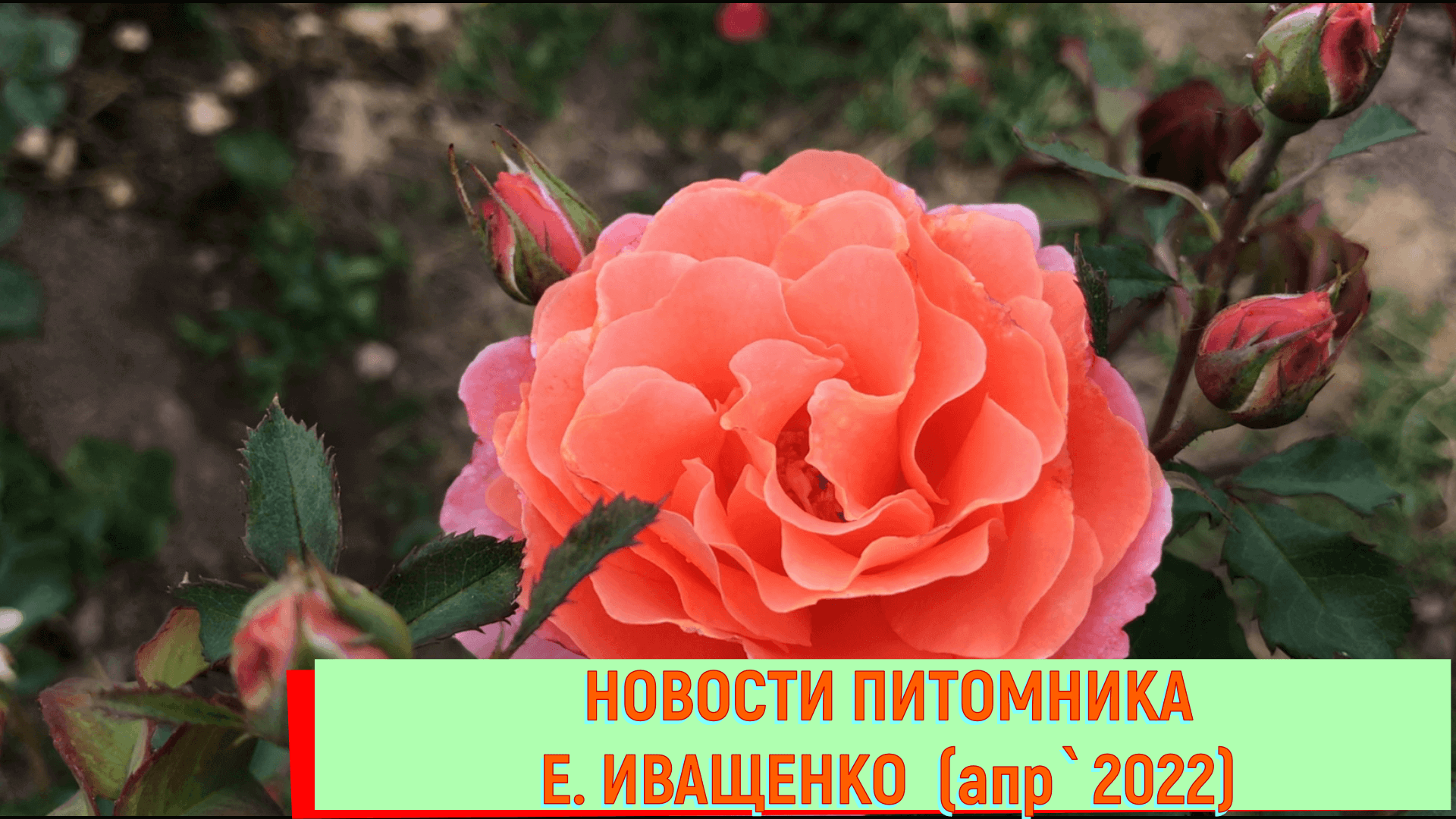 Питомник подворье каталог роз на весну. Питомник Иващенко. Питомник роз Иващенко. Розе 2023. Питомник Елены Иващенко каталог роз на весну 2023.