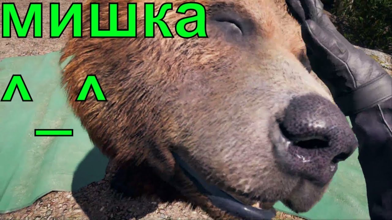 Медведь гризли огромный. Как получить медведя. Медведь в красноярске. Медвежонок. Фар край 5 приручил медведя.