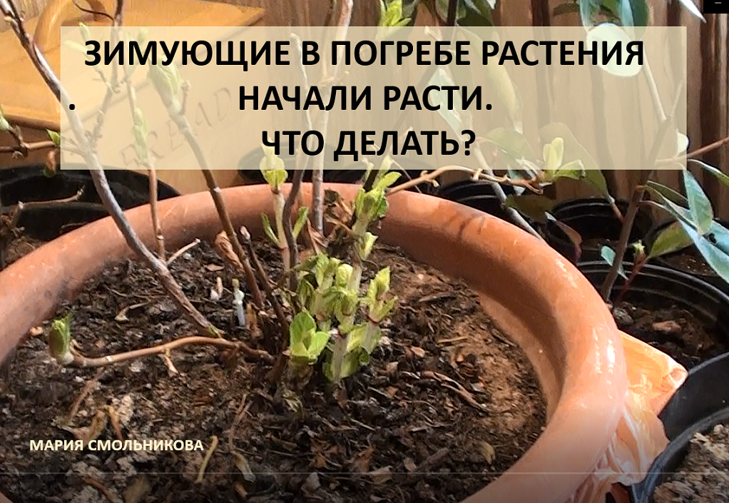 Когда доставать гортензию из подвала. Хранение крупнолистной гортензии зимой в подвале. как хранить гортензию в погребе зимой.
