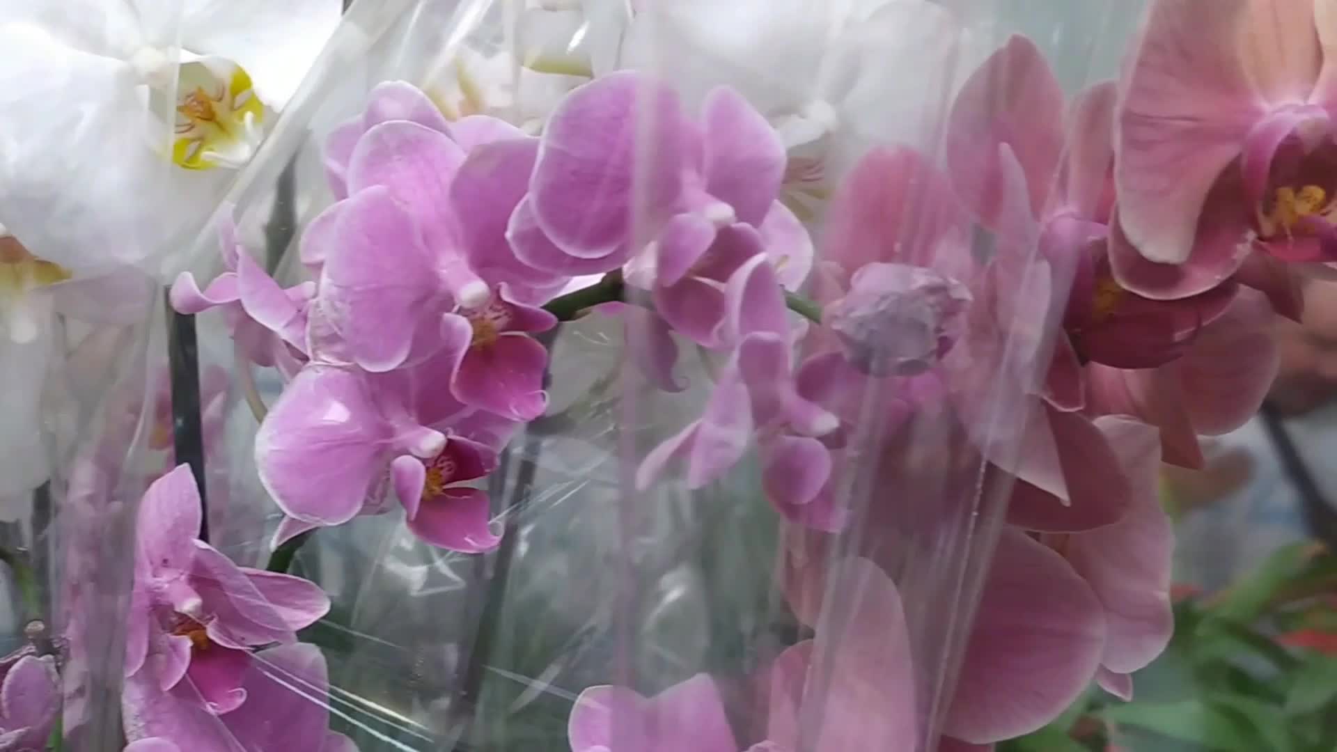 оби орхидеи. фаленопсис из оби. шоу орхидей в бауцентре калининград. ашан цветы фаленопсисы. орхидея пенза.
