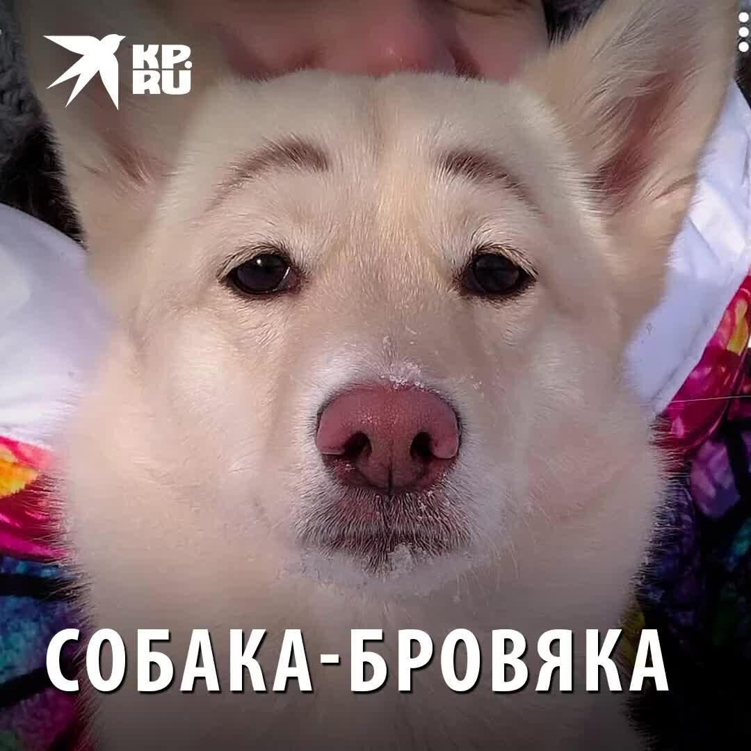Собака с бровями прикол