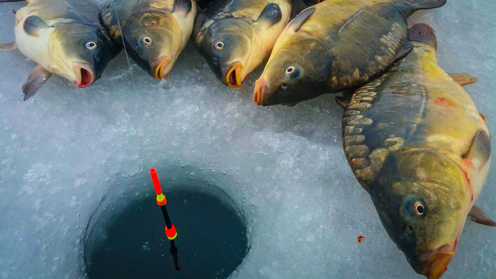 карп зимой. сазан зимой. зимняя рыбалка на карпа. карп на льду. михалыч клуб рыбаков.